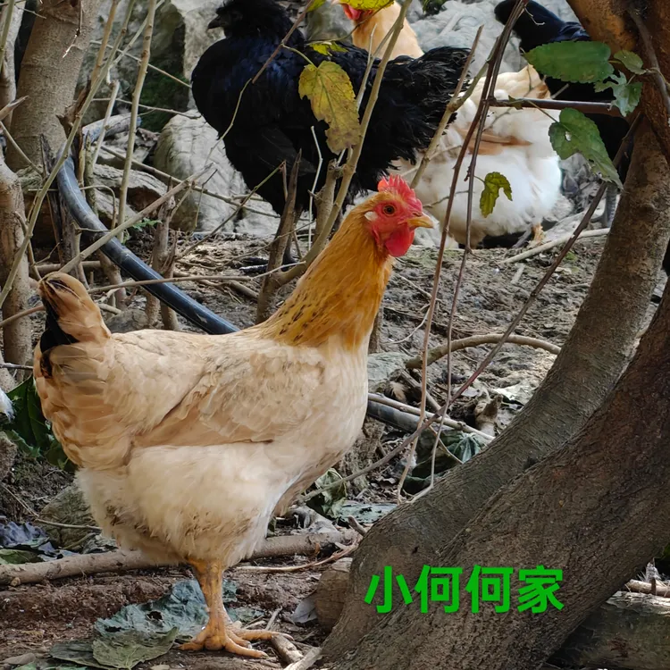 正宗深山散养黄油老母鸡1只加土鸡蛋五十枚包邮正宗土鸡蛋50枚