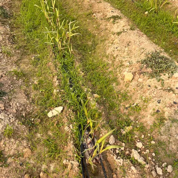 甘蔗专用除草助剂不伤甘蔗放心喷