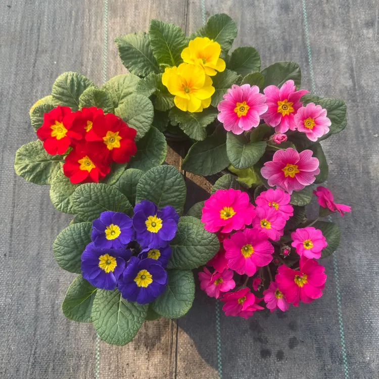 （2盆包邮）报春花多年生耐寒耐旱四季开花庭院盆栽绿化宿根