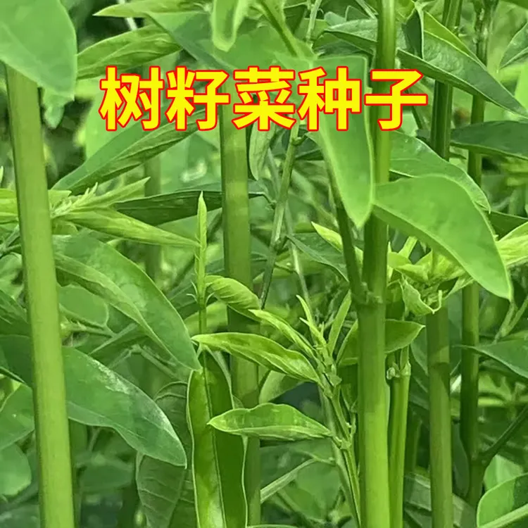 简单易种树籽菜种子五指山树菜种子五指山野菜包邮菜种子