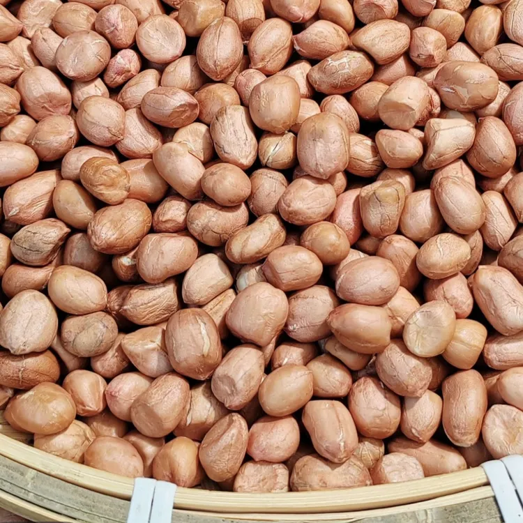 【当季新货】2025新鲜大白沙上市，产地直发，新鲜到家~