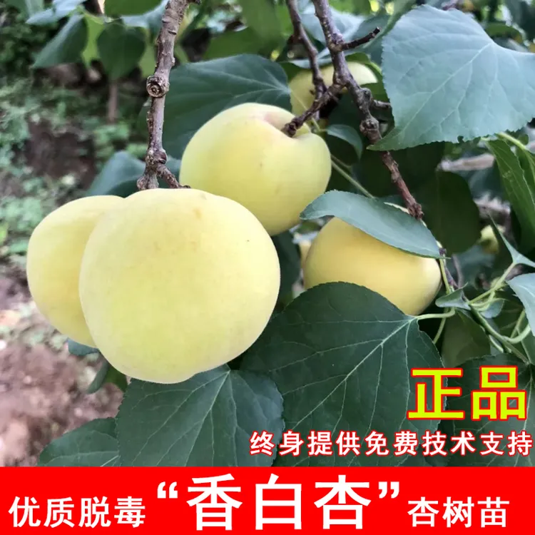 嫁接香白杏树苗河北大香杏大白杏苗耐寒北方南方种当年结果果树苗