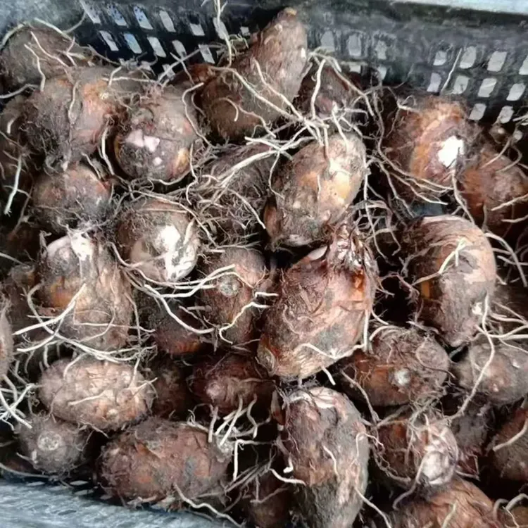 江西红芽正宗现挖现发香软粉糯特产小新鲜香芋正宗纯正农产品