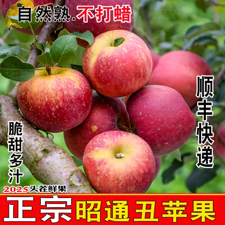 顺丰高品质昭通冰糖心丑苹果应季现摘新鲜水果苹果正宗云南