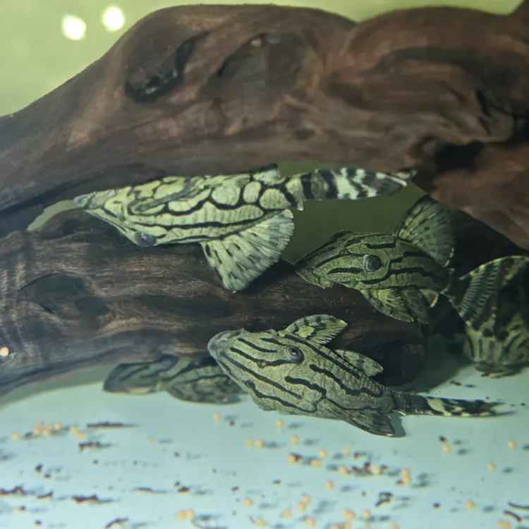 L191野生哥绿哥伦比亚绿皮皇冠豹新手入门异形鱼热带观赏鱼