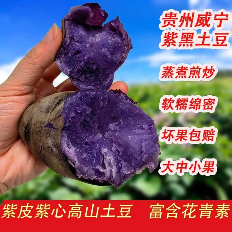 现挖贵州威宁高山乌洋芋紫土豆马铃薯农家包邮黑金刚花青素黑美人