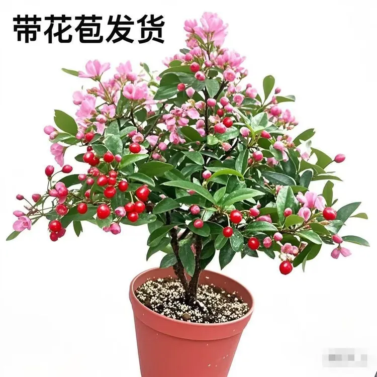 台湾李氏樱桃盆景小盆栽(带花苞)结果可食用室内绿植物四季好养