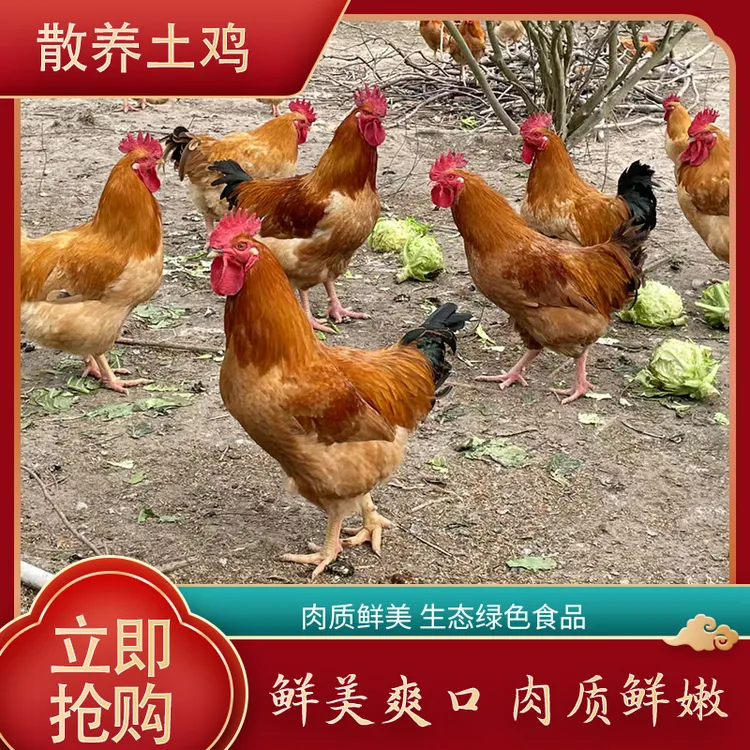农家天然散养粮食正宗土鸡鲜嫩整只走地鸡鸡肉 营养丰富鲜香滋补