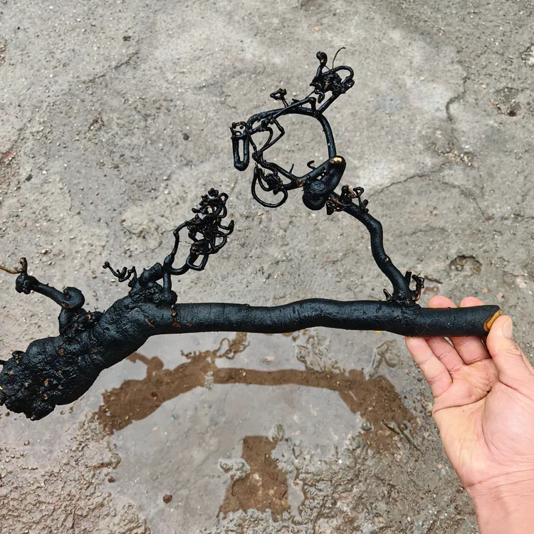 金弹子灌木盆景素材