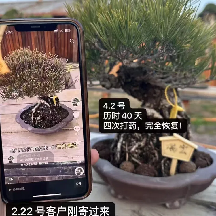 松树柏树盆景针叶变绿叶枯枯叶专用