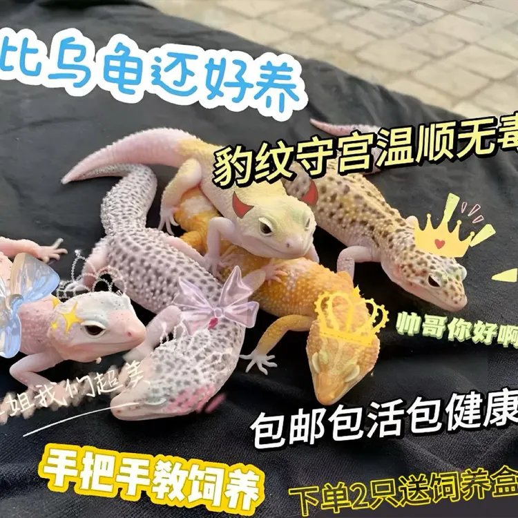 温顺可爱豹纹守宫爬宠适合新手入门全套饲养装备