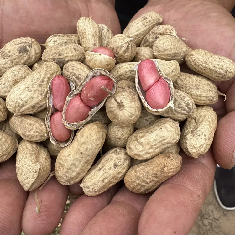 【两粒红花生】现挖现发新鲜花生生吃脆甜鲜香颗颗饱满