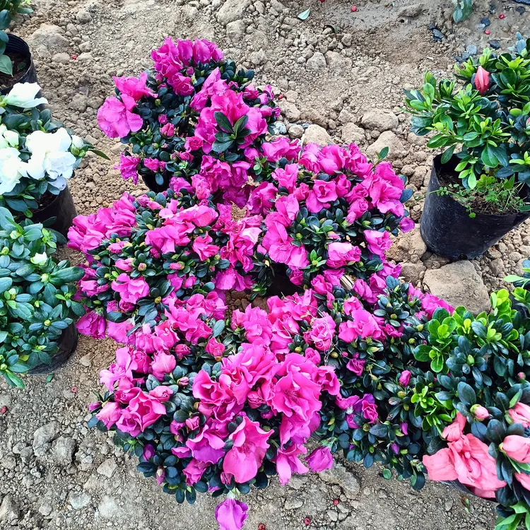 (带花苞)杜鹃花盆栽花卉绿植室内盆景四季开花客厅阳台好养年宵花