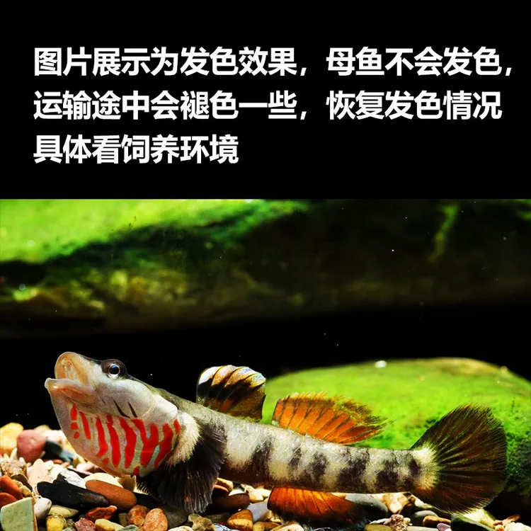 原生鱼虾虎鱼好养耐活溪流鱼冷水鱼观赏鱼鱼苗白面李氏周氏子陵吻