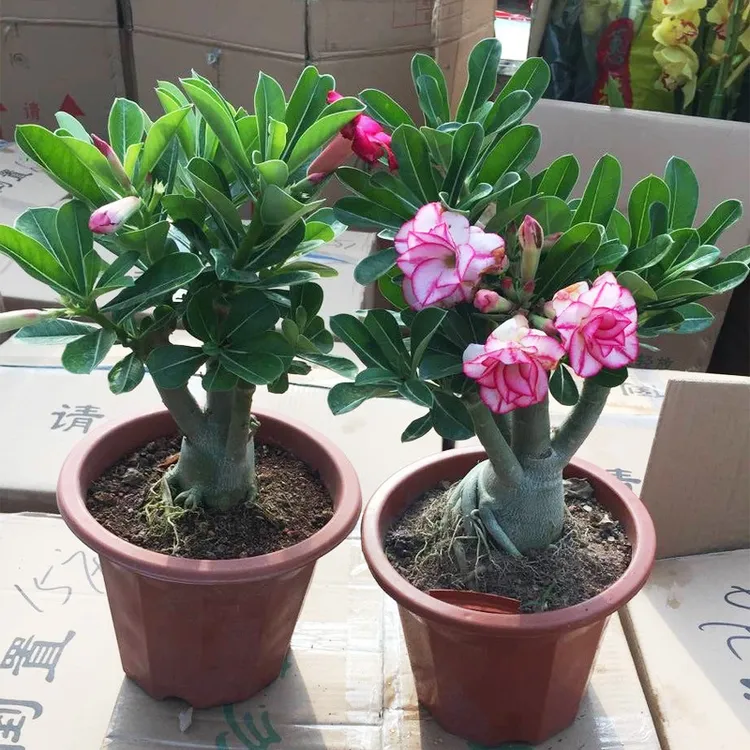 新疆包邮沙漠玫瑰花小苗盆栽四季花开庭院室内外阳台好养花卉绿植