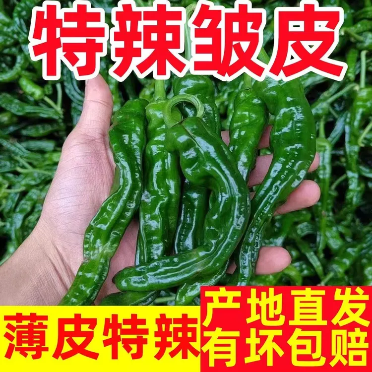 安徽特辣小皱皮辣椒新鲜现摘薄皮青椒农家自种应季蔬菜