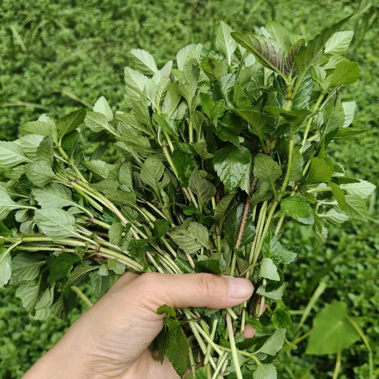 云南德宏特产毛毛菜鱼香菜水香菜新鲜蔬菜傣家调料食用带根蚂蚁菜