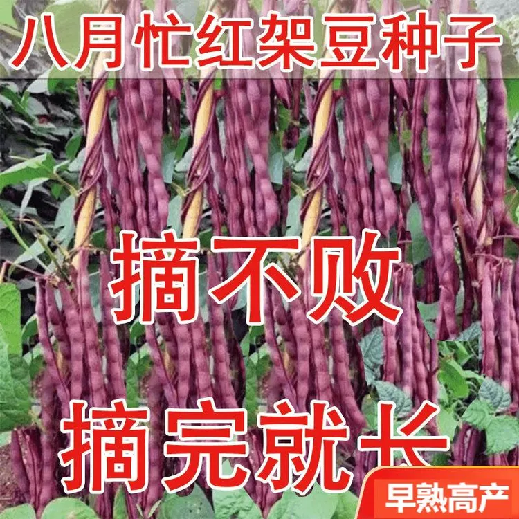 八月忙豆角种子冻死鬼耐寒耐热高产无筋四季豆摘不败秋紫豆豆角