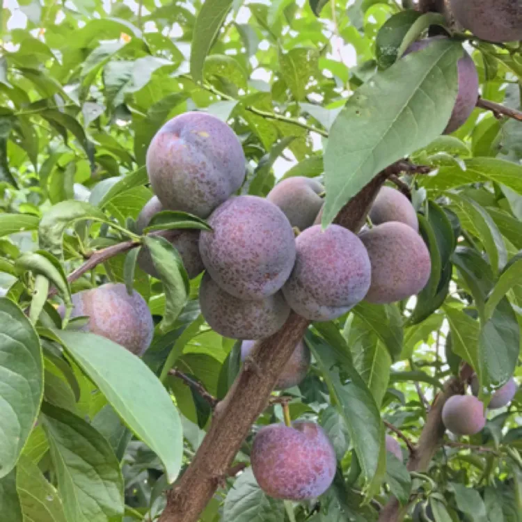 五月脆李子四川乐山农村自种中大果一箱净重5斤