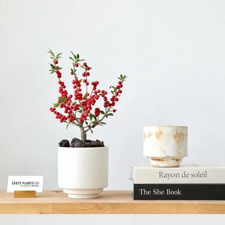 【北美冬青】桌面款室内室外盆栽地栽阳台庭院多年生木本耐寒好养