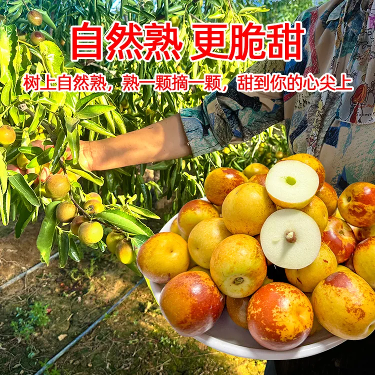 正宗陕西大荔冬枣新鲜现摘当季水果脆甜多汁