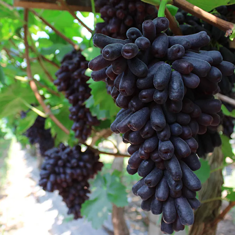 【顺丰包邮】宠粉现摘新鲜水果蓝宝石葡萄提子金手指脆甜无籽无核