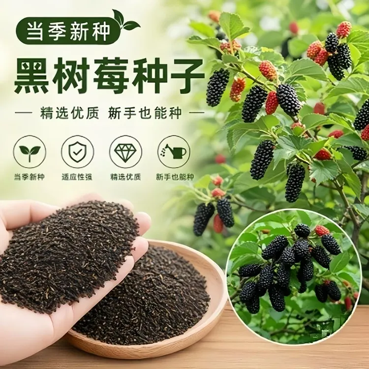 【 S 】黑树莓种子家庭阳台小院盆栽地栽四季种植商品图