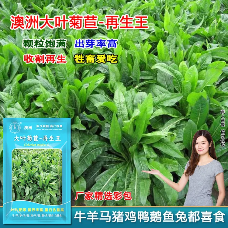 澳洲菊苣牧草种籽无绒毛多年生四季收割耐寒耐旱养殖鸡鸭鹅鱼兔猪