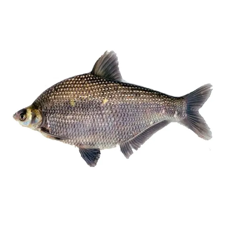 武昌鱼活体鱼武昌鱼养殖扁鲂团扁食边鱼鳊鱼淡水观赏鱼