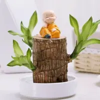【带芽】巴西木水培幸运木可开花净化空气室内绿植盆栽