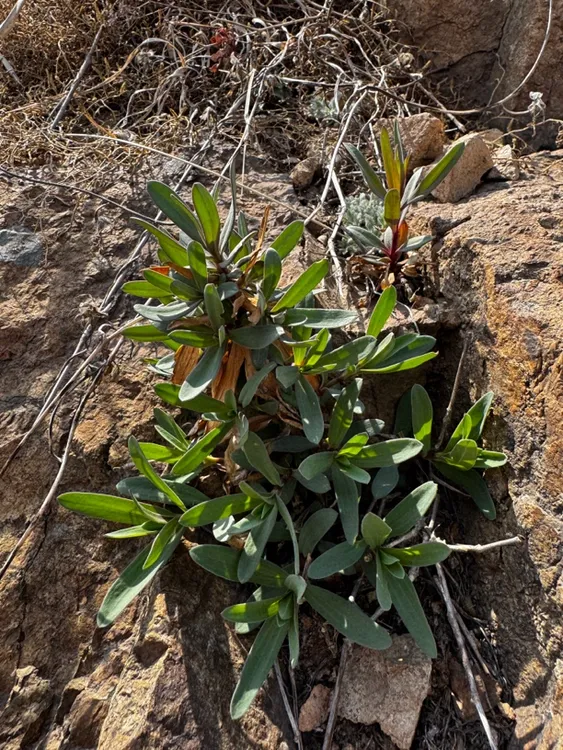 山东纯野生新鲜头茬山苜楂 山菜 山蚂蚱菜