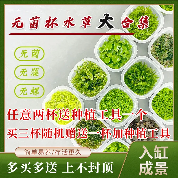 阴性水草无菌无需二氧化碳小米鱼缸造景净化增氧懒人水培专业植物