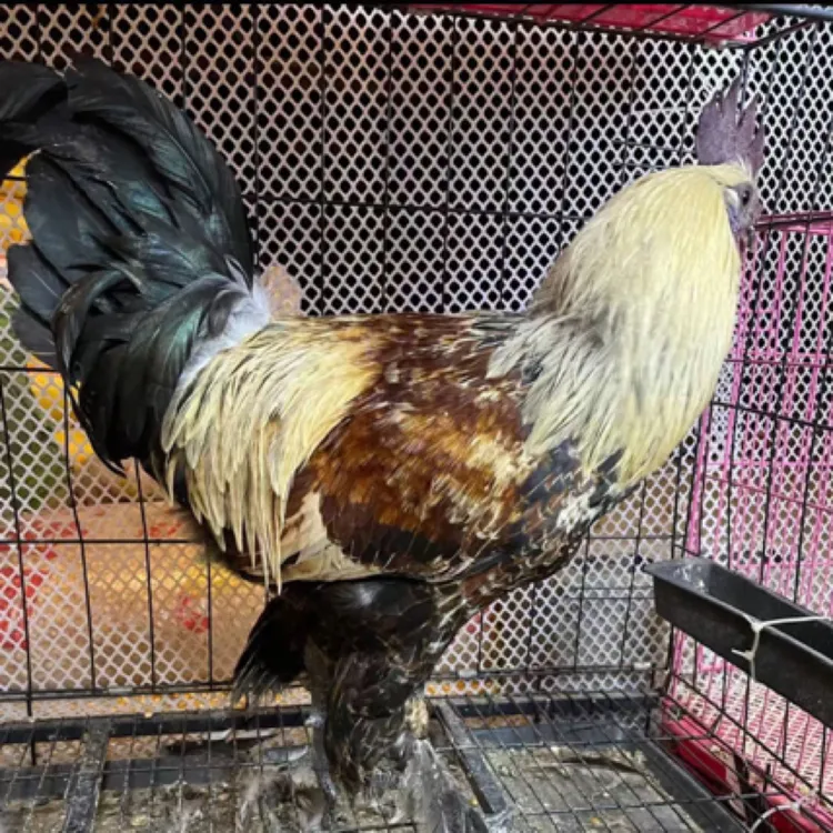 活体宠物鸡 云南无量山高脚毛脚鸡中通快递