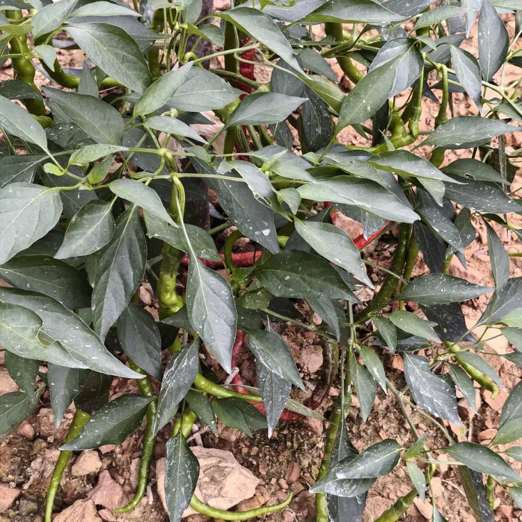 湖南产地现摘新鲜薄皮小青椒正宗重辣辣椒