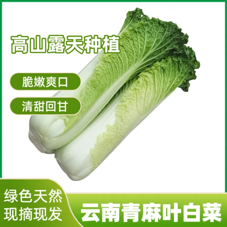 云南高山青麻叶白菜露天生长现砍现发青口白白菜新鲜蔬菜麻叶青菜