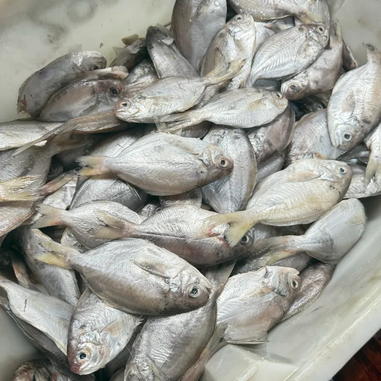 本地东海野生肉鲳鱼 盒装真空一盒净重450g 新鲜好吃