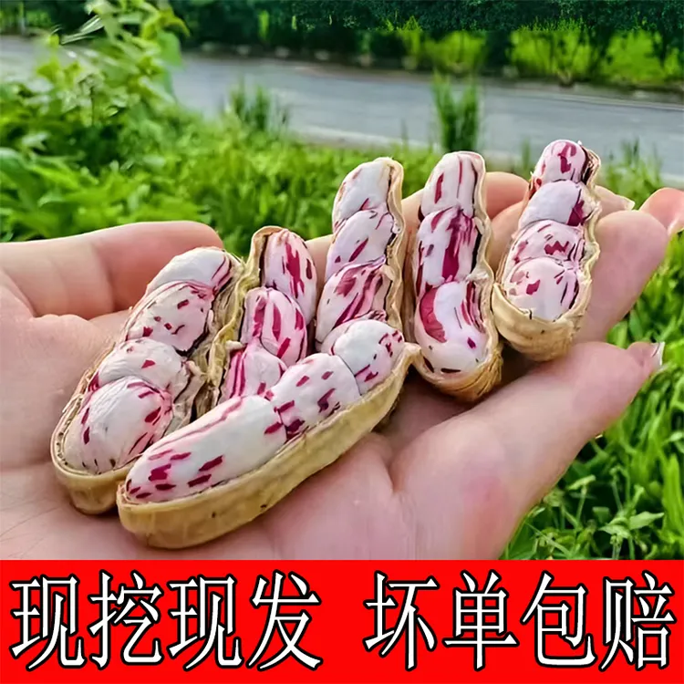 2025现挖新鲜七彩花生云南特产生花生农家自种湿花生嫩花生黑花生