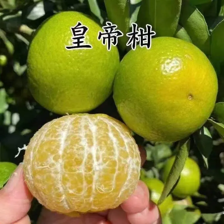 正宗皇帝柑树苗嫁接柑橘果树苗贡柑盆载桔子南方种植橘子树果苗