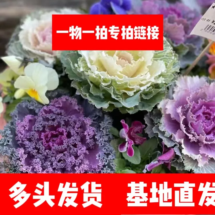 牡丹甘蓝多头羽衣甘蓝阳台庭院观赏多年生耐寒耐热抗冻可养老桩