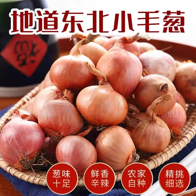 黑龙江毛葱5斤 小毛葱 笨毛葱新鲜自种