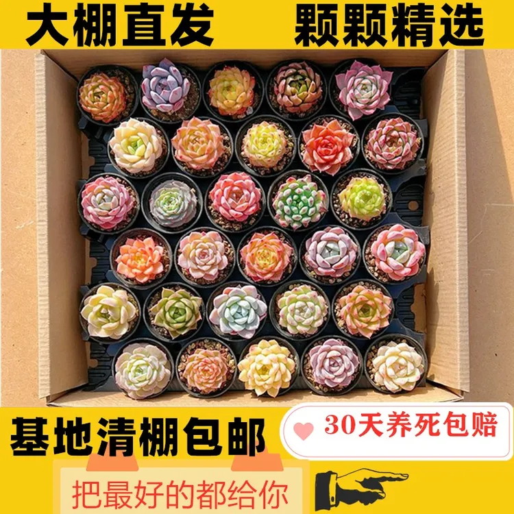 懒人多肉植物组合小盆栽新手好养活花卉绿植玉露肉肉桃蛋冰玉钱串