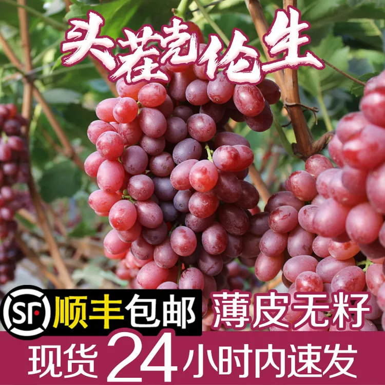 山西运城当季新鲜水果克伦生无籽红提葡萄冰美人无籽整箱顺丰包邮