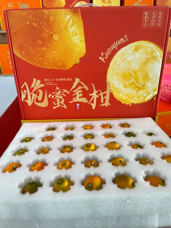 广西融安第三代脆蜜金柑（礼盒装）顺丰包邮