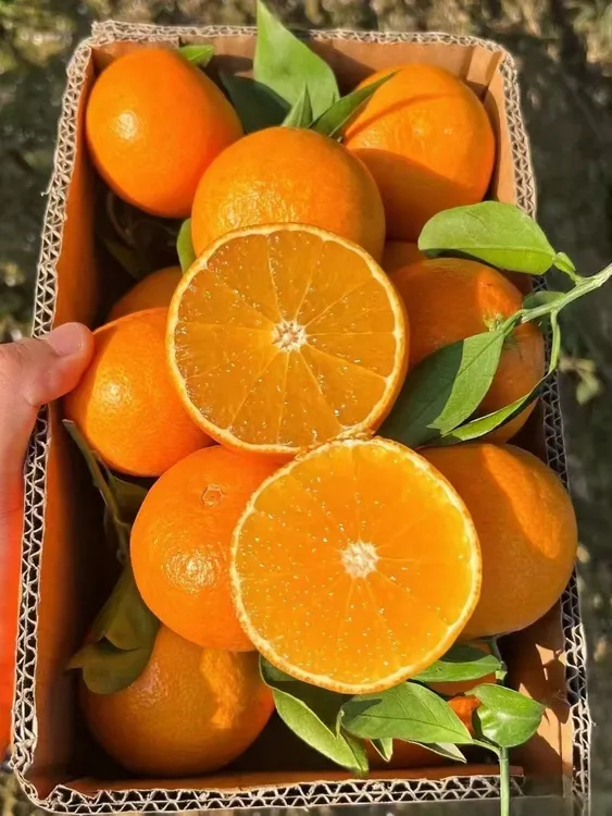 四川眉山爱媛38号果冻橙现摘皮薄多汁甜化渣产地无籽柑橘橙子新鲜