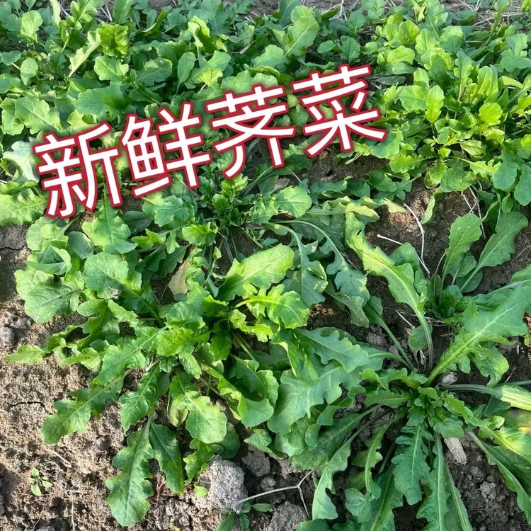 2025顺丰包邮苏北新鲜荠菜露天野菜荠荠菜地菜现摘现发2斤3斤4斤