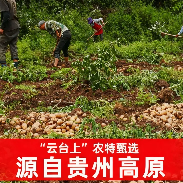 特大果贵州黄皮黄心土豆新鲜现挖现发威宁洋芋粉面糯
