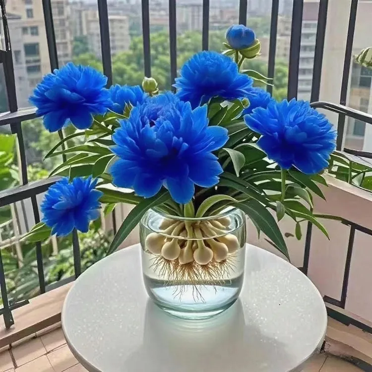 【夏季热卖】驱蚊月光兰花卉种球四季开花浓香重瓣南北好养花卉绿植