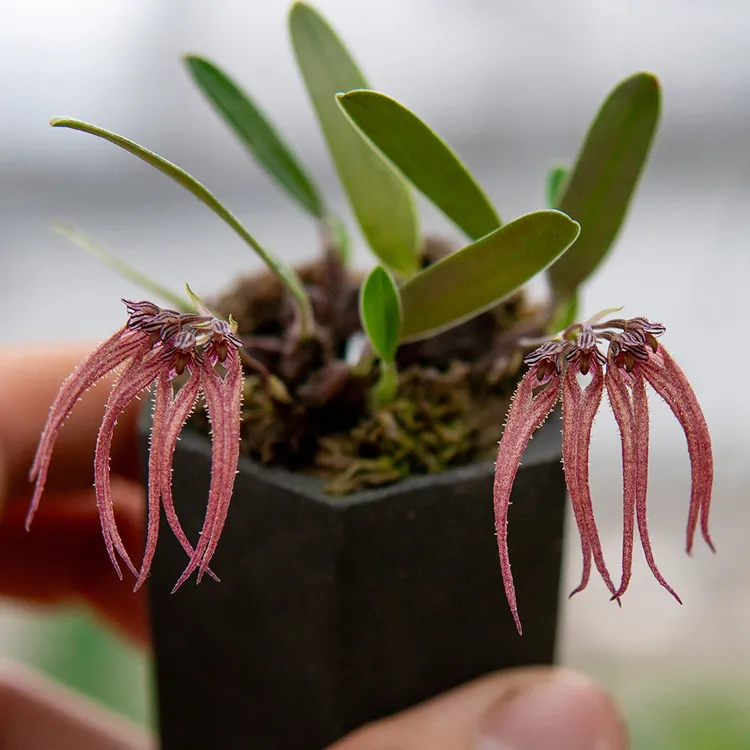 桌面小盆栽石豆兰原泰国卷瓣兰迷你精致红色匠人花圃雨林缸植物