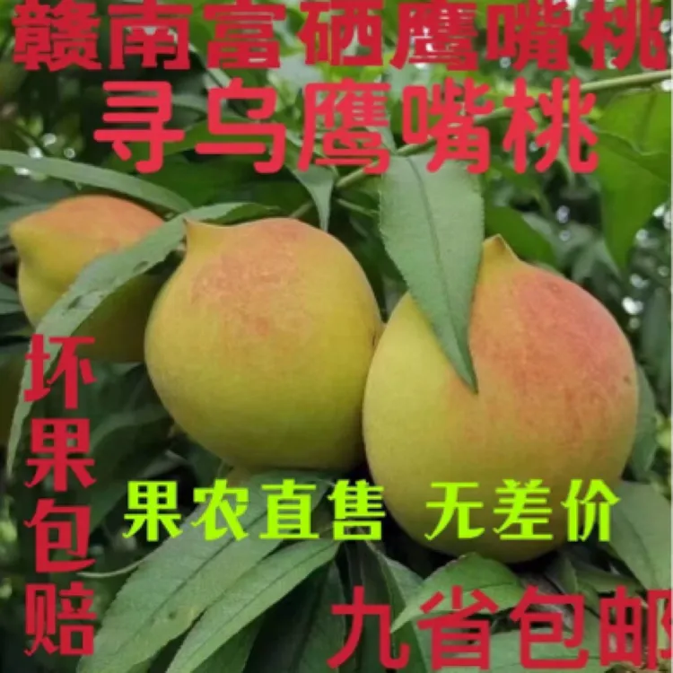 正宗赣南寻乌产地新鲜现摘鹰嘴蜜桃脆甜多汁当季水果江西果农直发