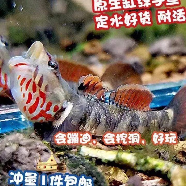 虾虎鱼白面虾虎观赏鱼冷水鱼鼠鱼渔场直发